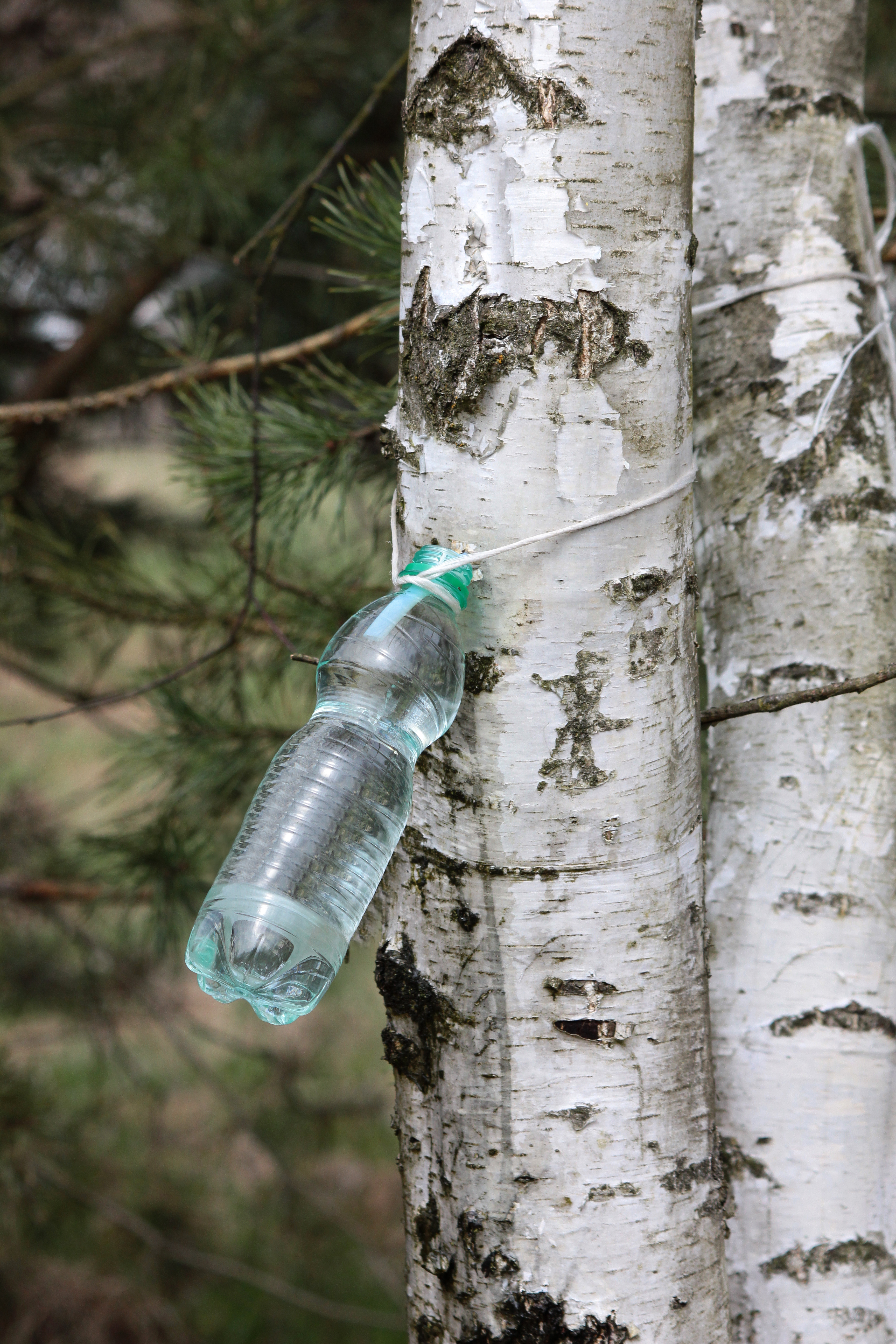 Когда и как собирать березовый сок